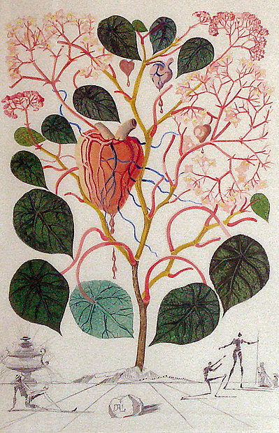 Dali Print - Begonia (Anacardium recordans)